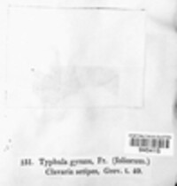 Typhula gyrans image
